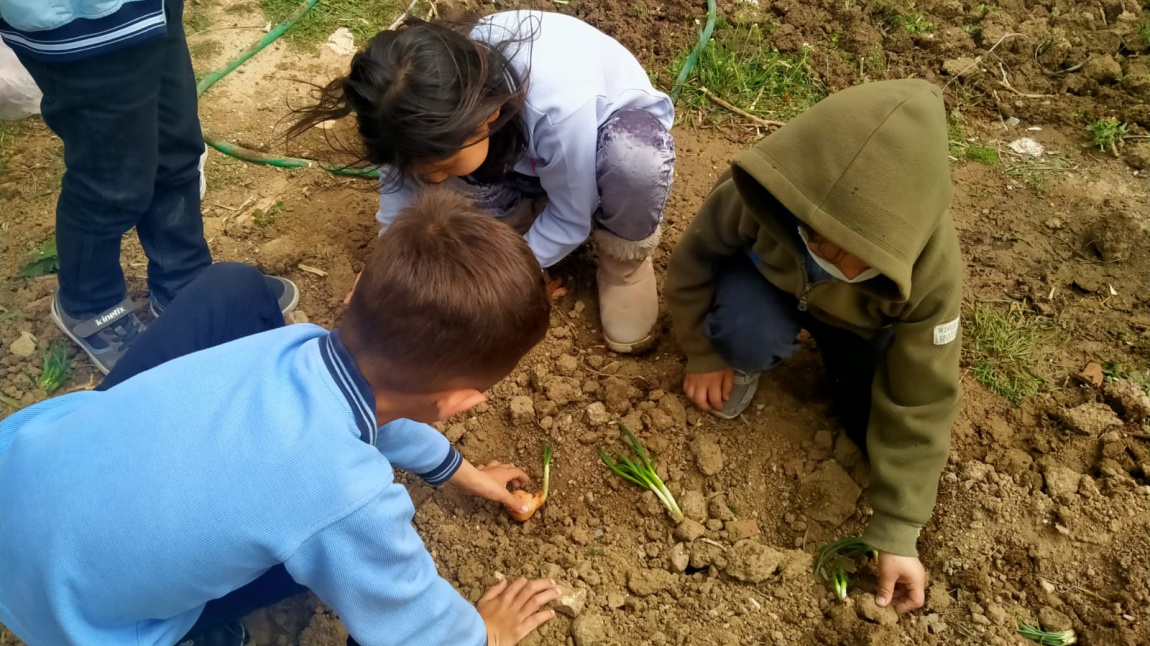 Mavi Yeşil Okul Projesi Kapsamında Bahçemize Tohum Diktik